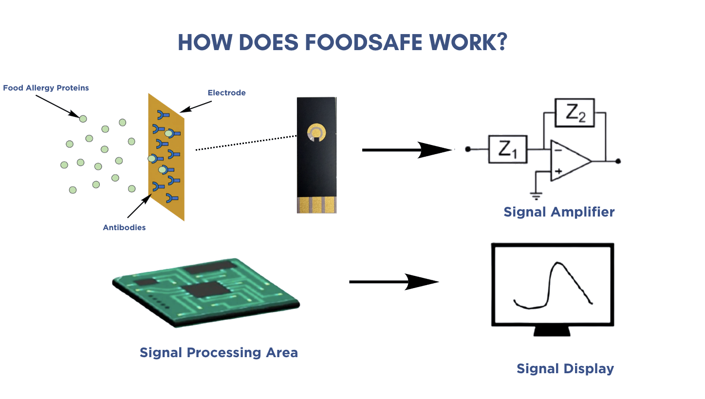 Diagram showing how FoodSafe works: antibodies on an electrode capture food allergy proteins, signal amplifier, signal processing area, and signal display.